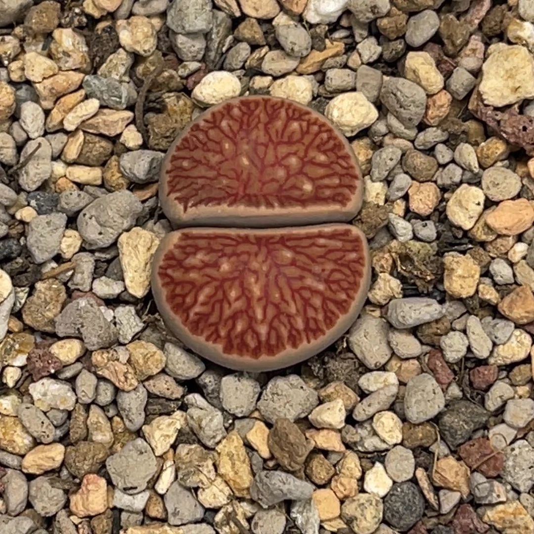 9313岛田红窗菊1尺寸1.8