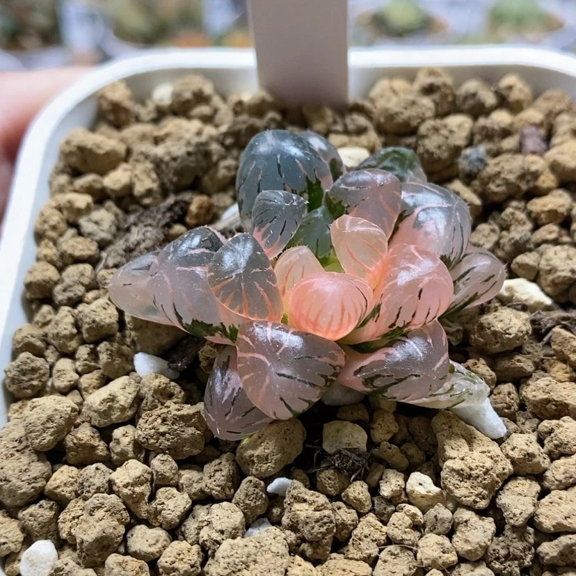 【闪购商品】17ob冰灯玉露锦