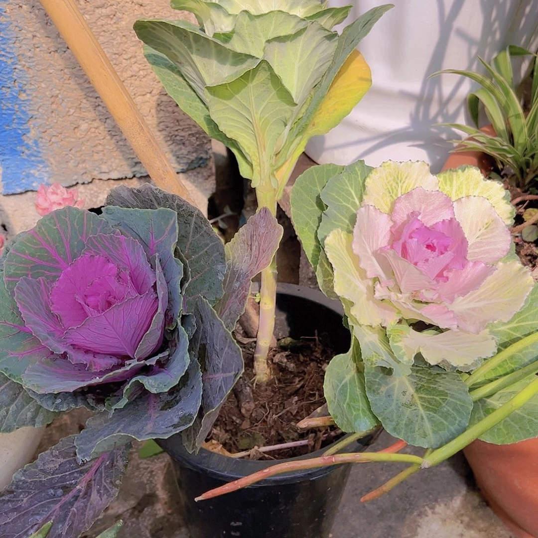 红陶牛*多肉植物组合