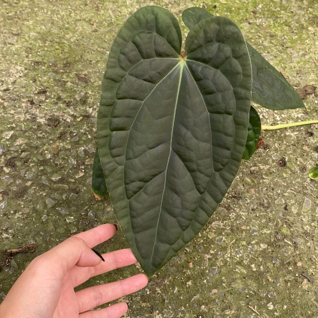 不开花植物papi杂奢华