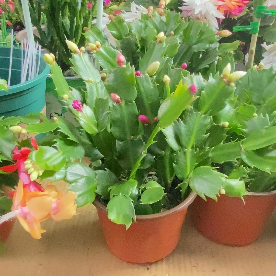 全部花朵多色嫁接用福利