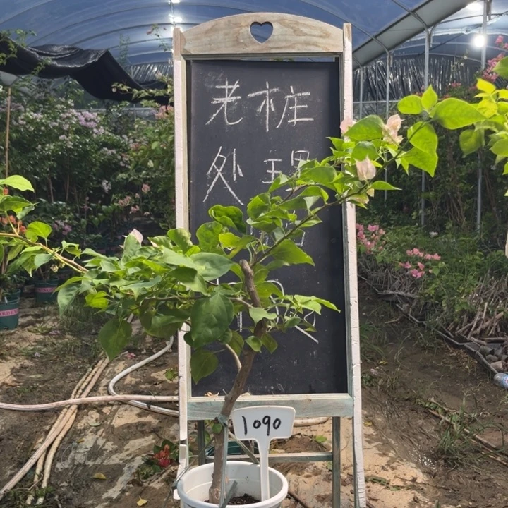 无花朵三角梅三角梅1090