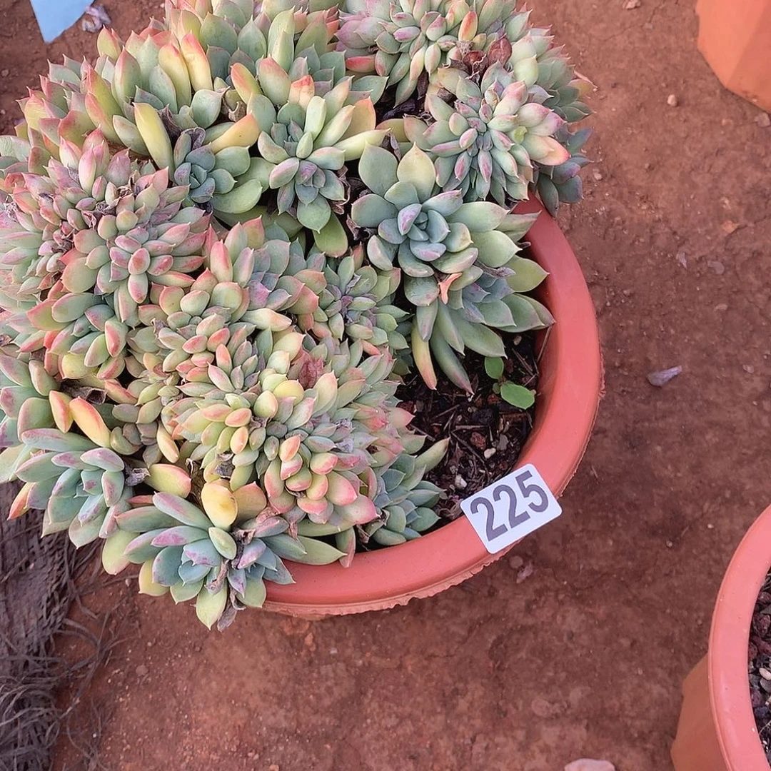 225缀化 一物一拍多肉