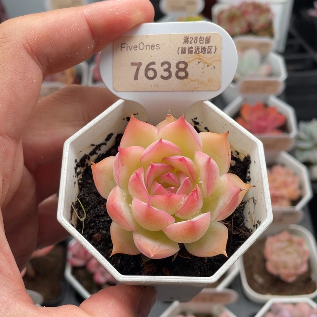 侧影7638-5.5厘米
