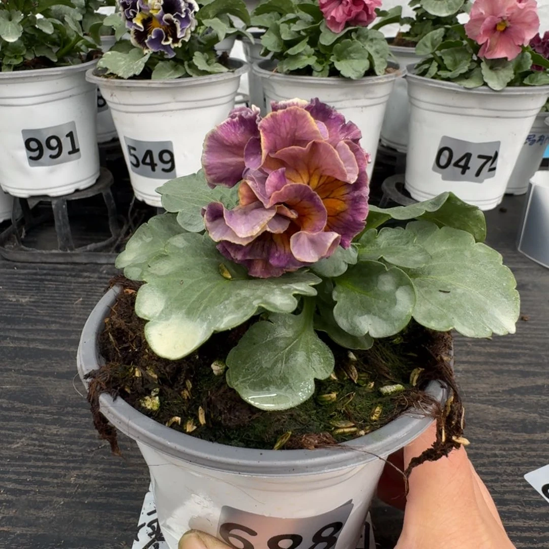 全部花朵688号洛可可