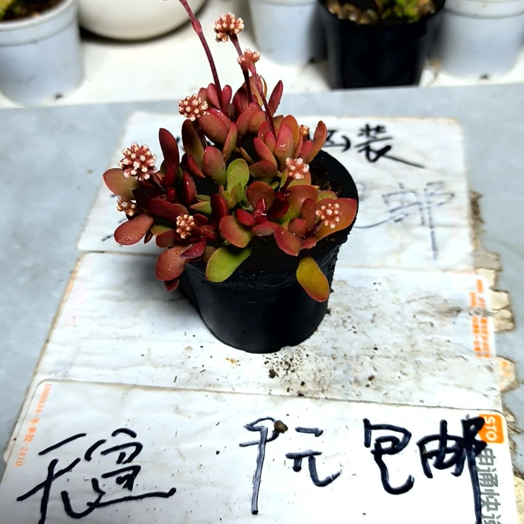 ，满9元包邮，红稚儿拇指盆