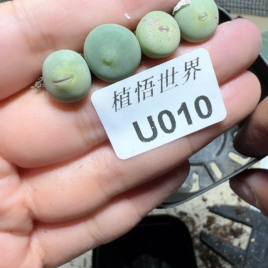 010盒多肉植物哇f f