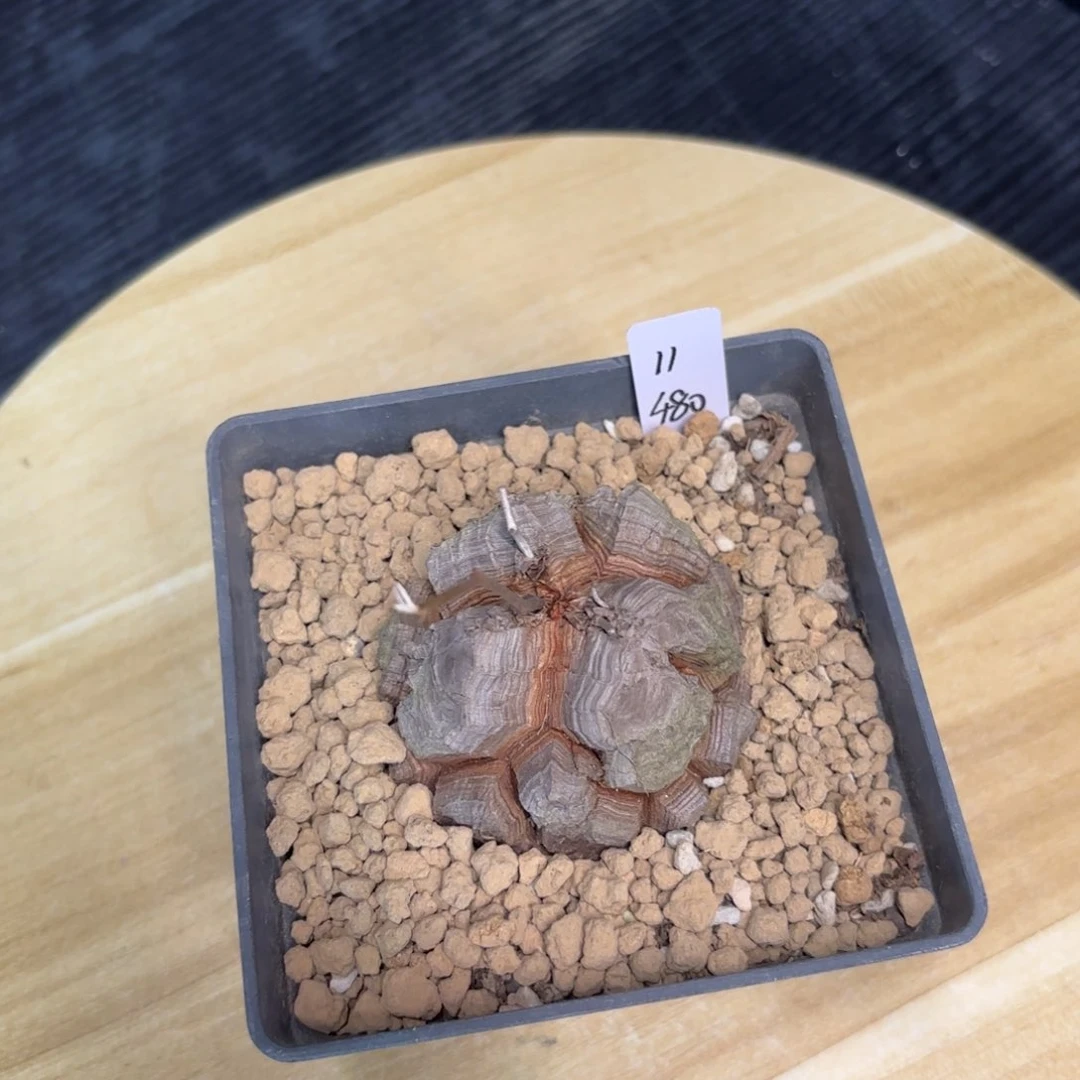 龟甲龙盆栽十年11