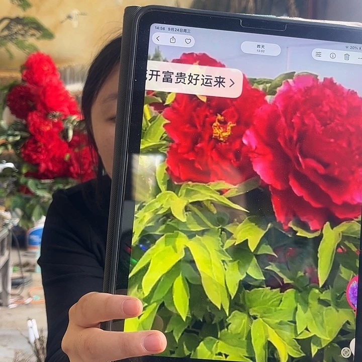 无花朵中国红小苗牡丹