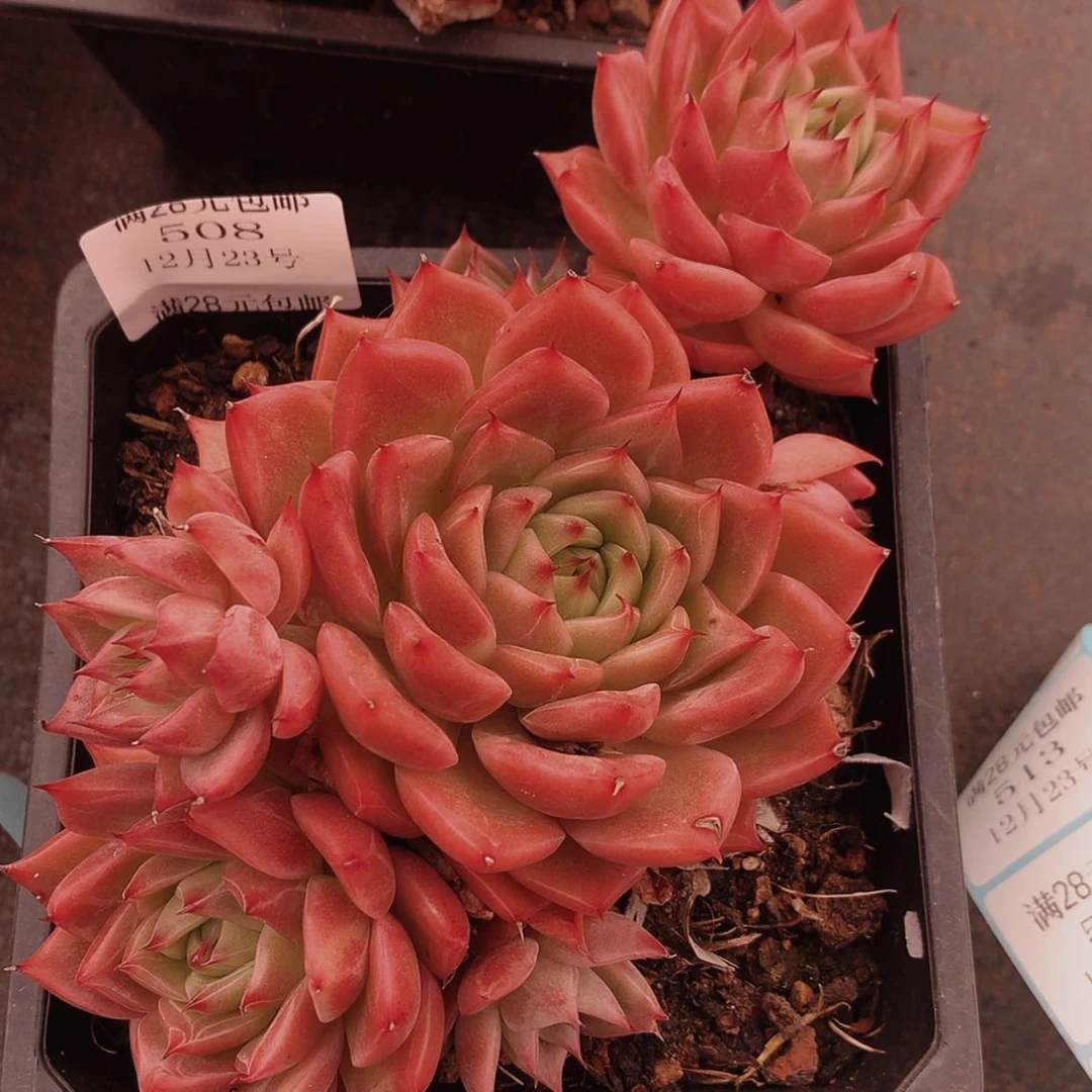 【闪购商品】云508号凤凰火