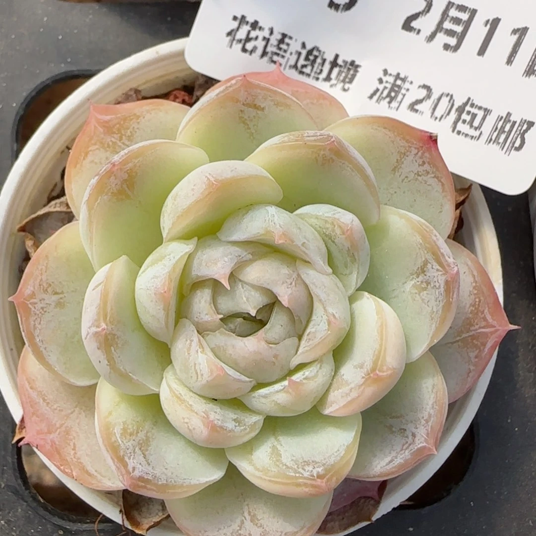 花语逸境0211-119