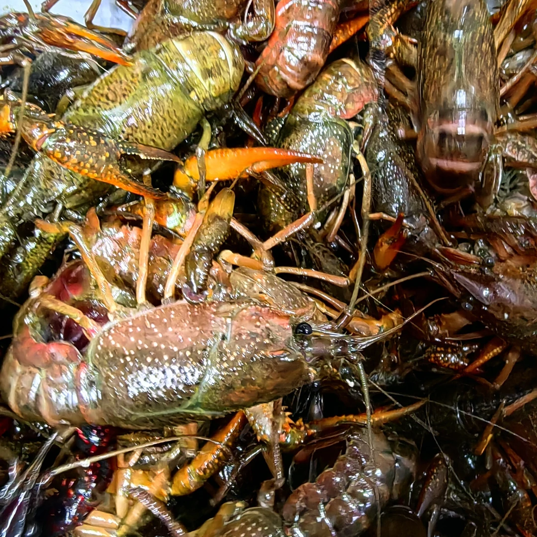 小龙虾（234钱）