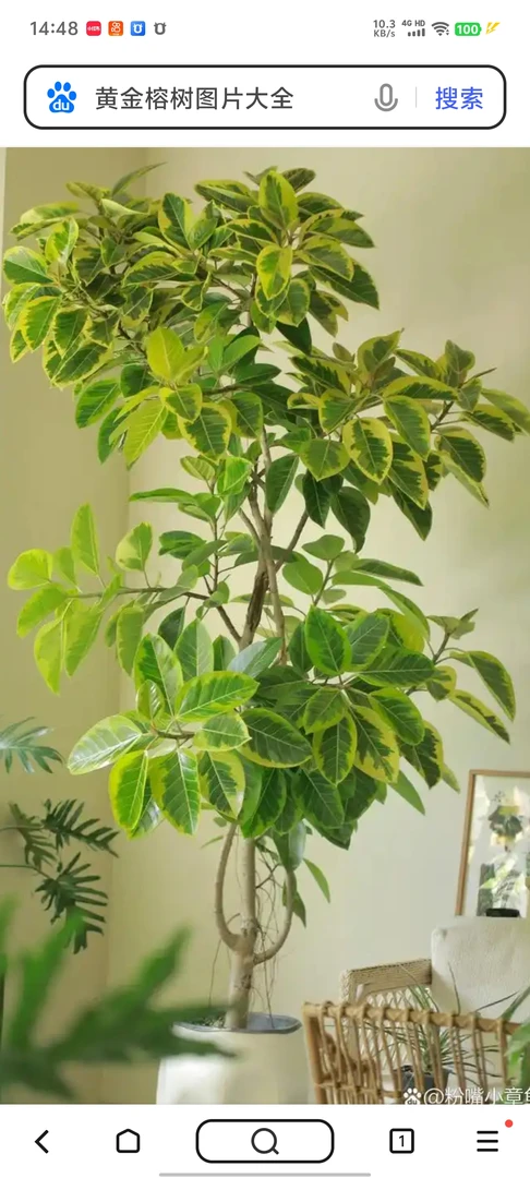 黄金榕，去盆去浮士发货。图片仅供参考