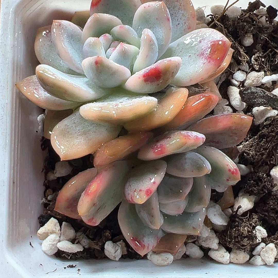 梦露锦 小方花圃一物一拍