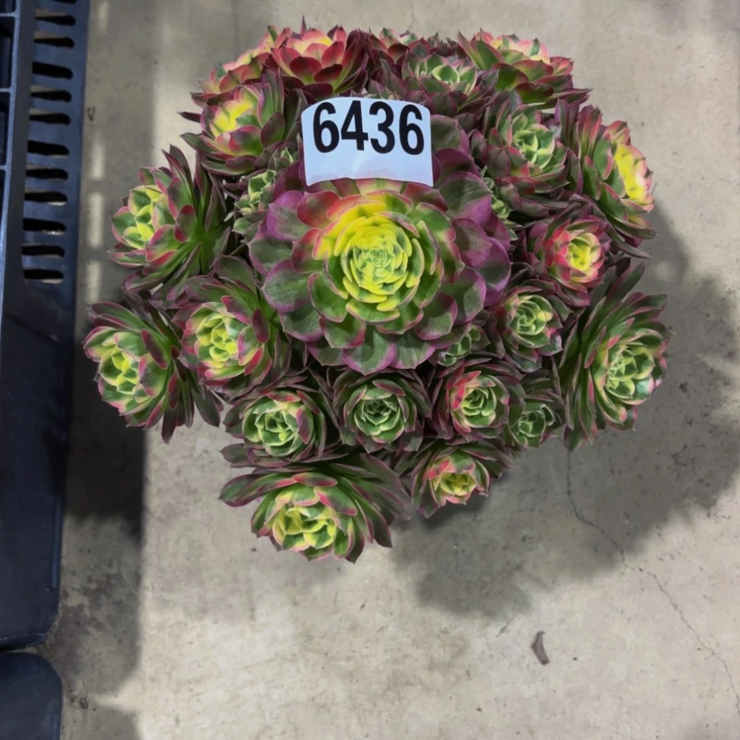 无花朵6436粉海王1111111