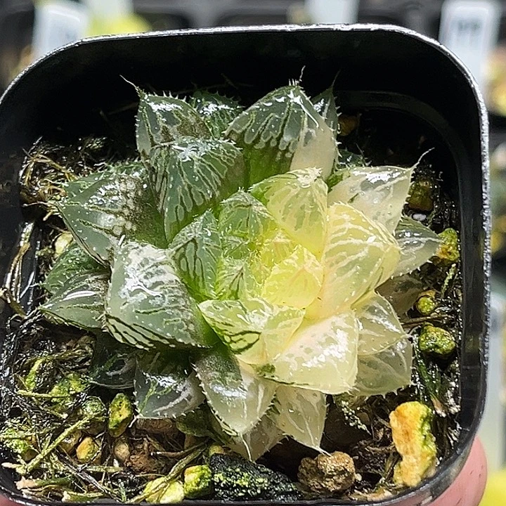 218大叶楼兰玉露锦