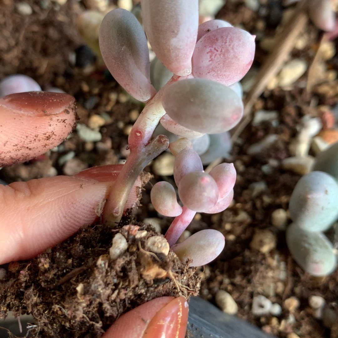 中间头瑕疵有锦基因彩虹