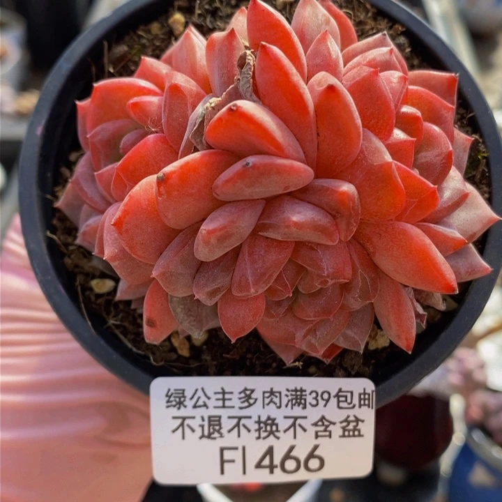 冰魄7cm466多肉植物