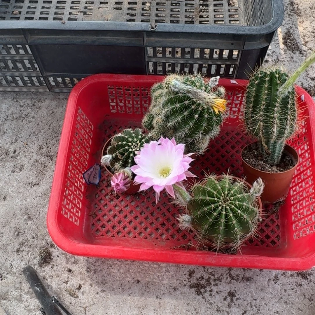 用***9无花朵彩草哈哈哈哈哈哈哈哈哈