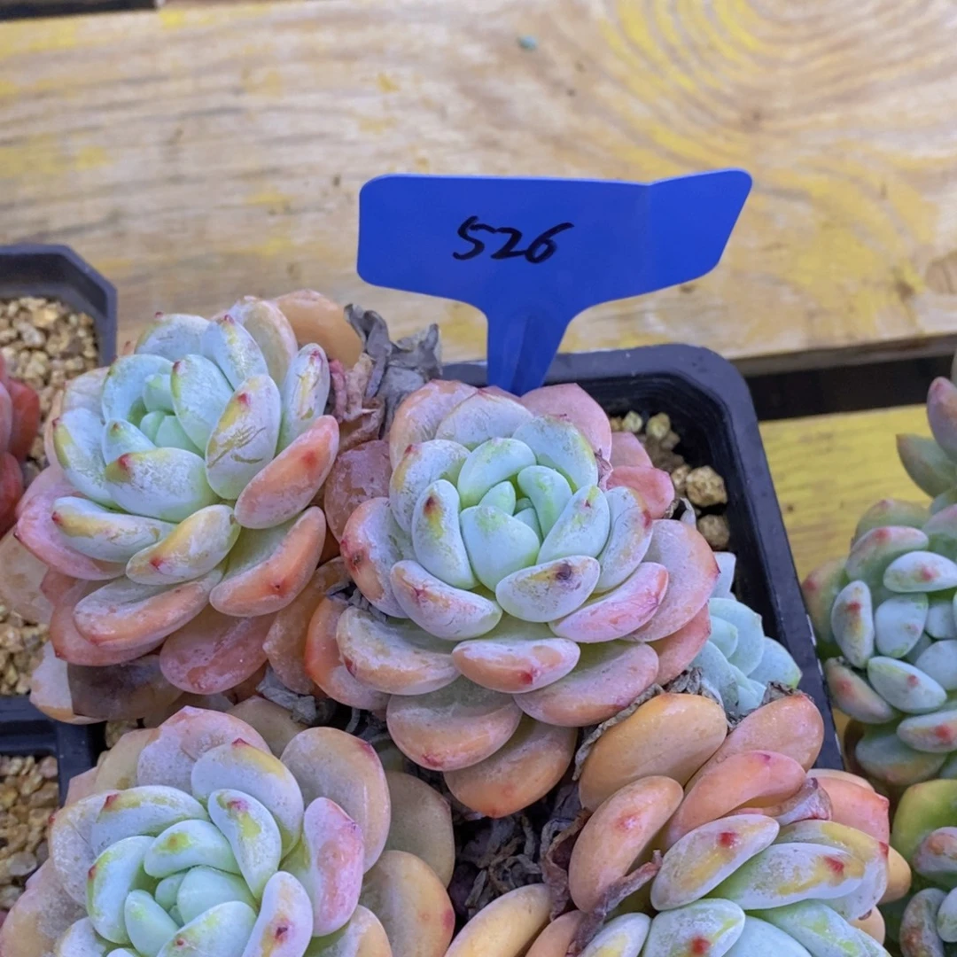 双十一专场活开始了