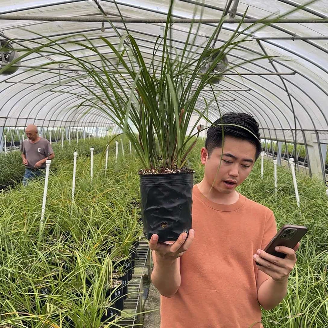 当前无花栽培后可以开花蕙兰仙绿十苗以上