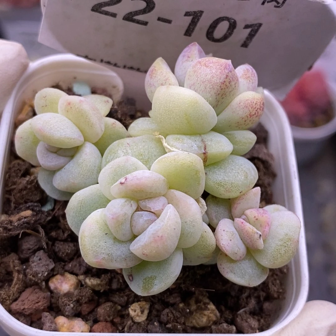 【闪购商品】22-101冰玉石化