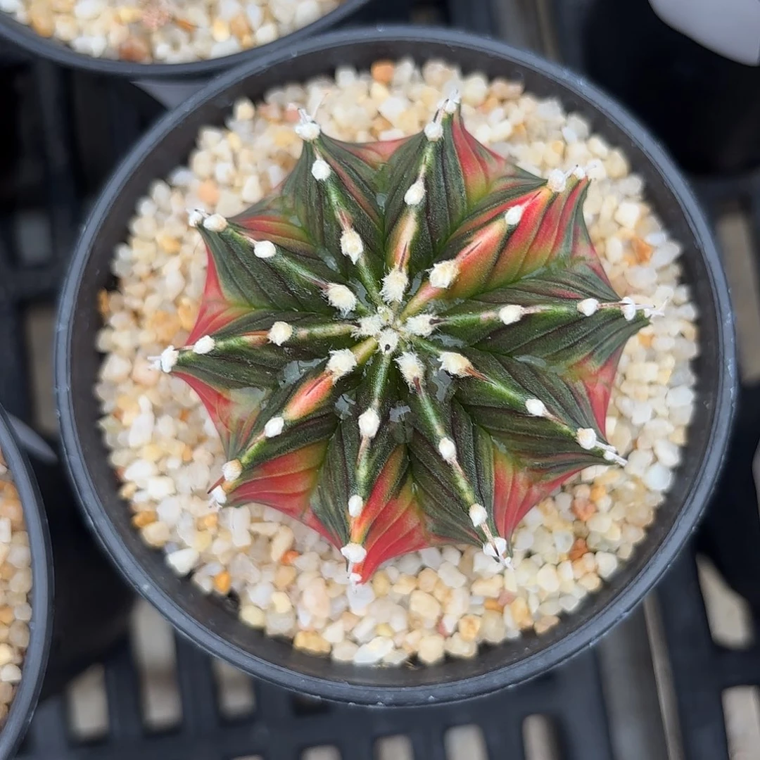 Z807-1112泰国米哈黑暗之眼