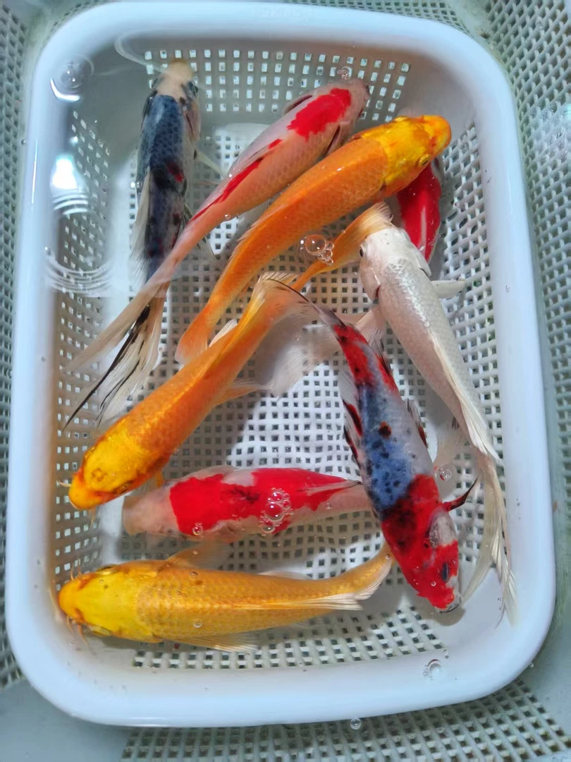 【10-12cm黄3条+红白草3+兰花草3】九条锦鲤冷水淡水鱼好养