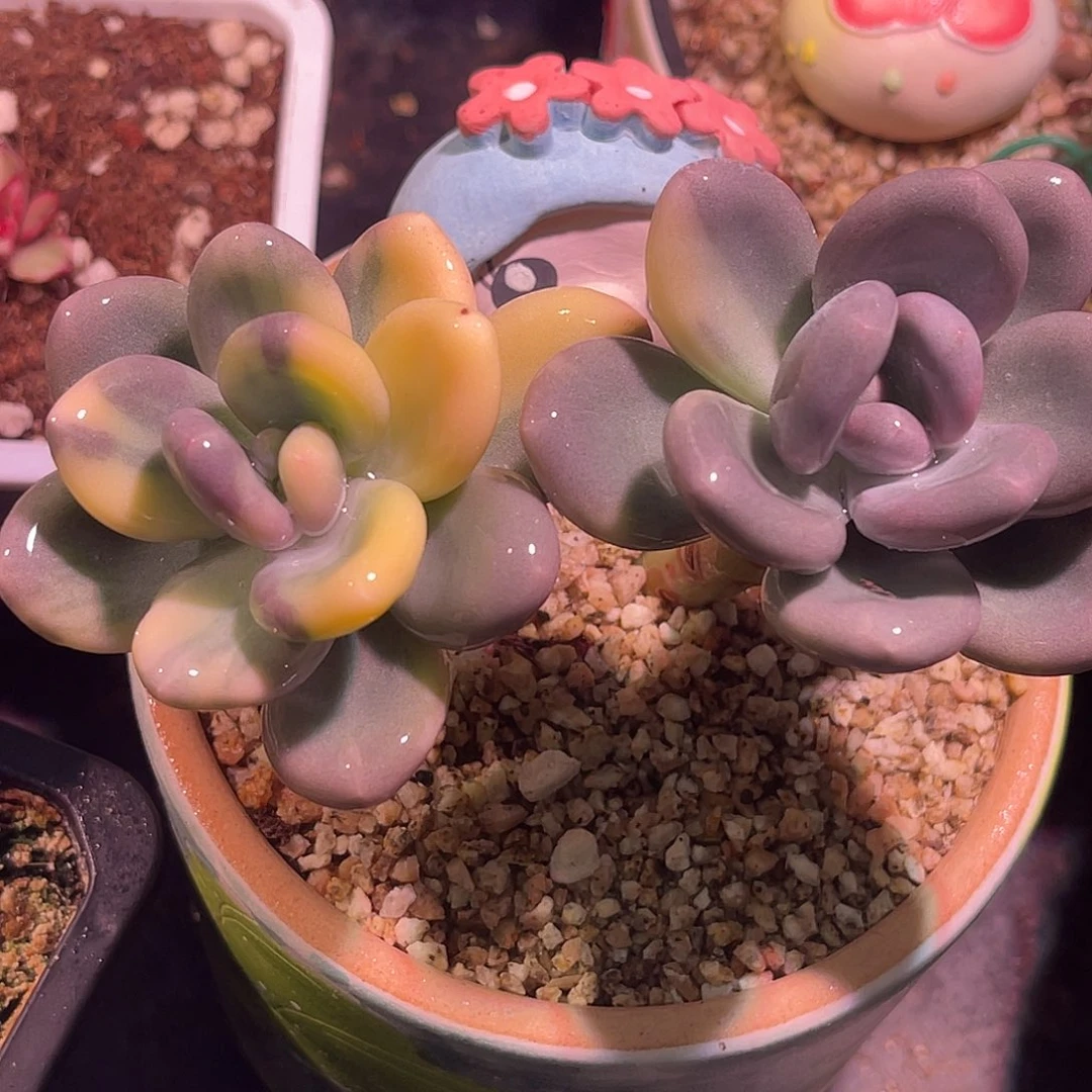 尚品园艺福利大叶奶酪锦老桩