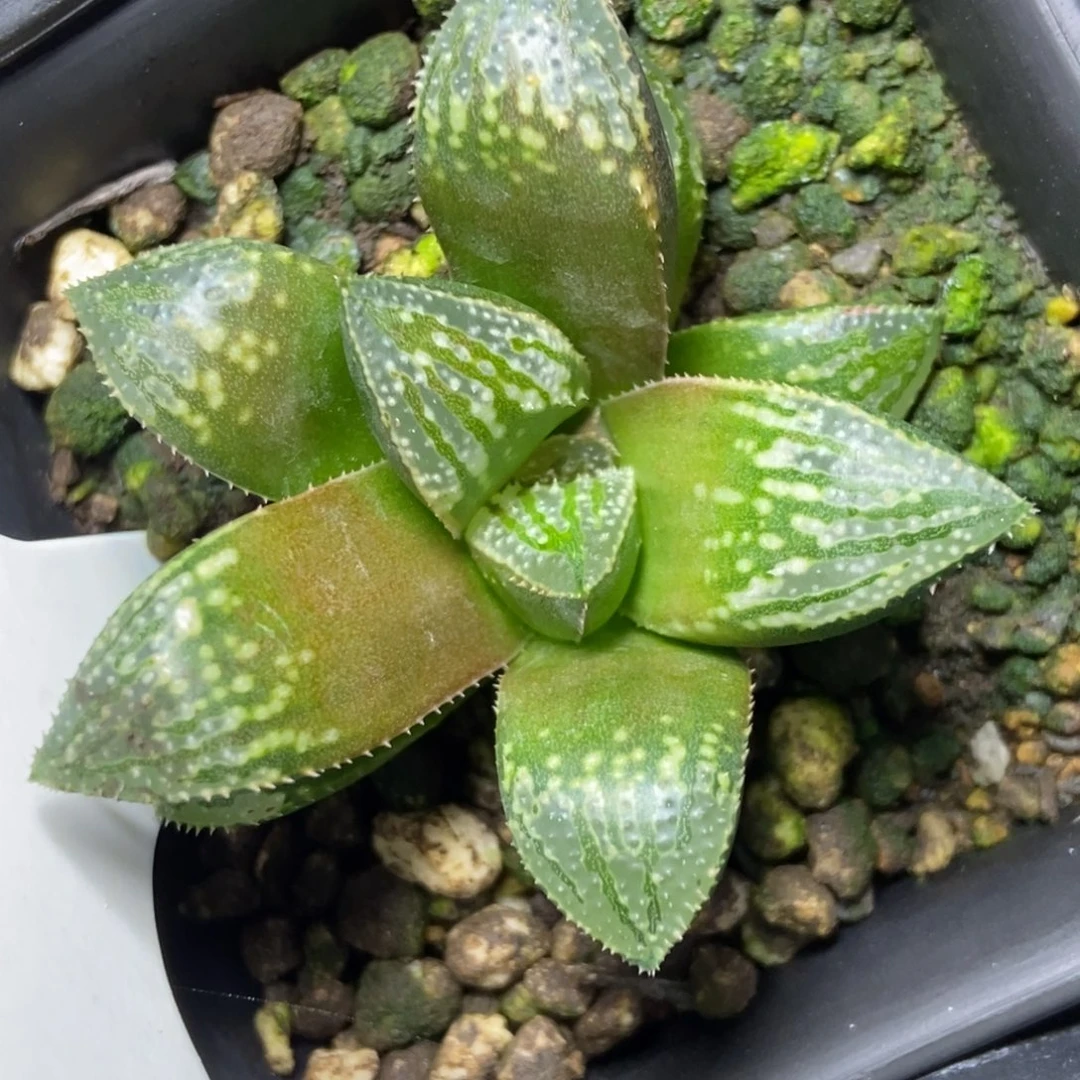 福利实生寿一物一拍