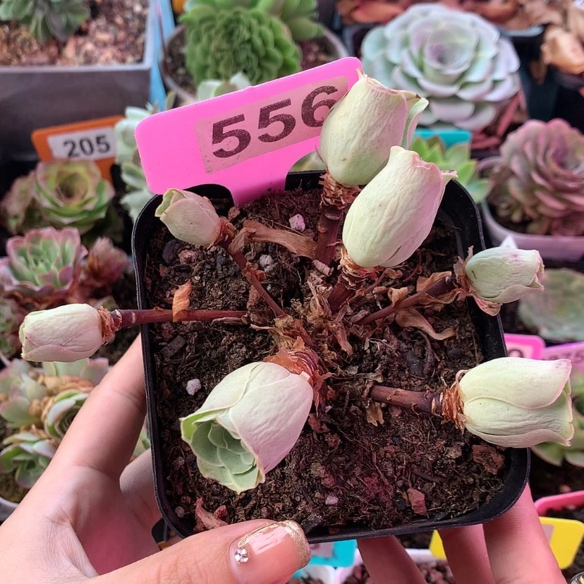 【闪购商品】老桩556