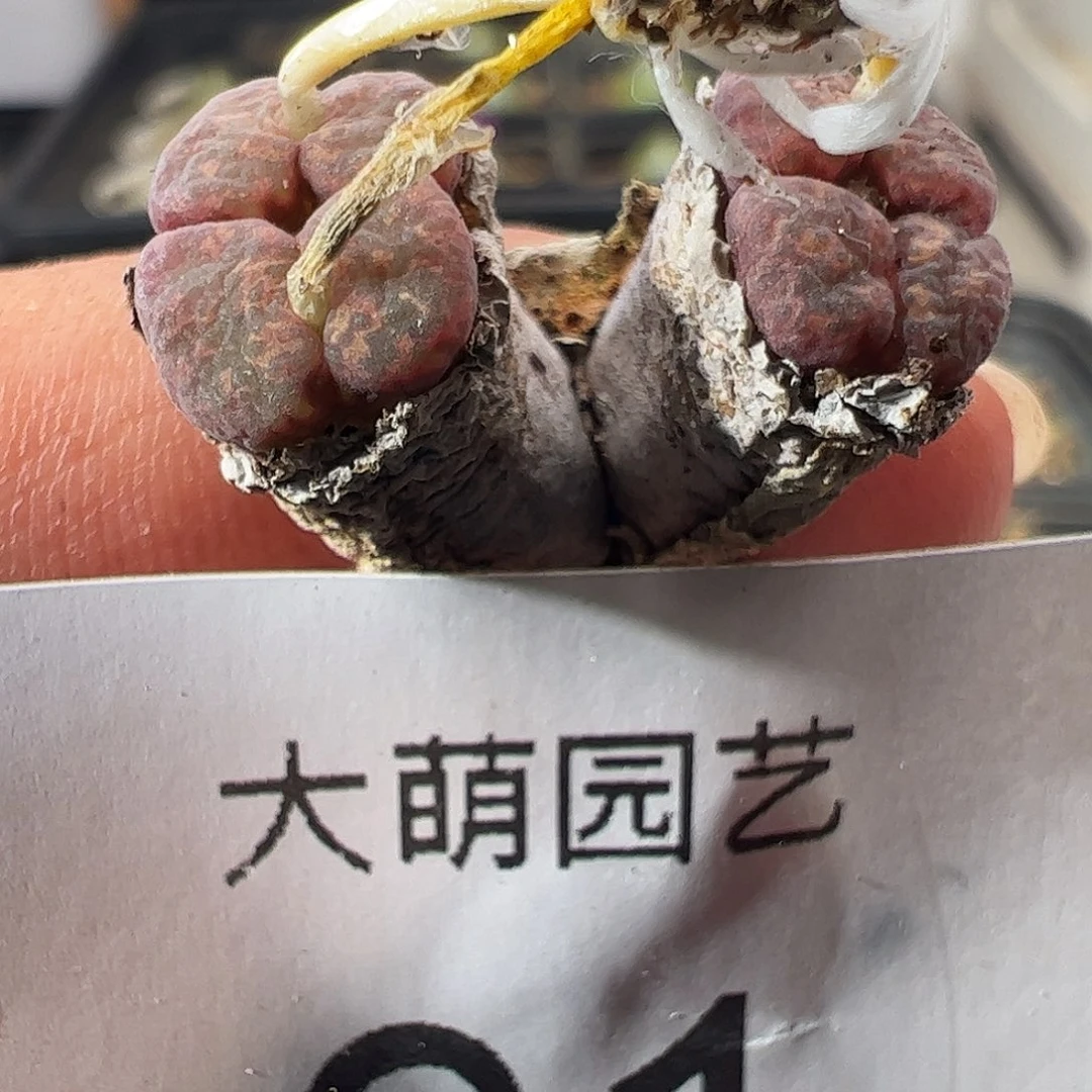 一物一拍。      91