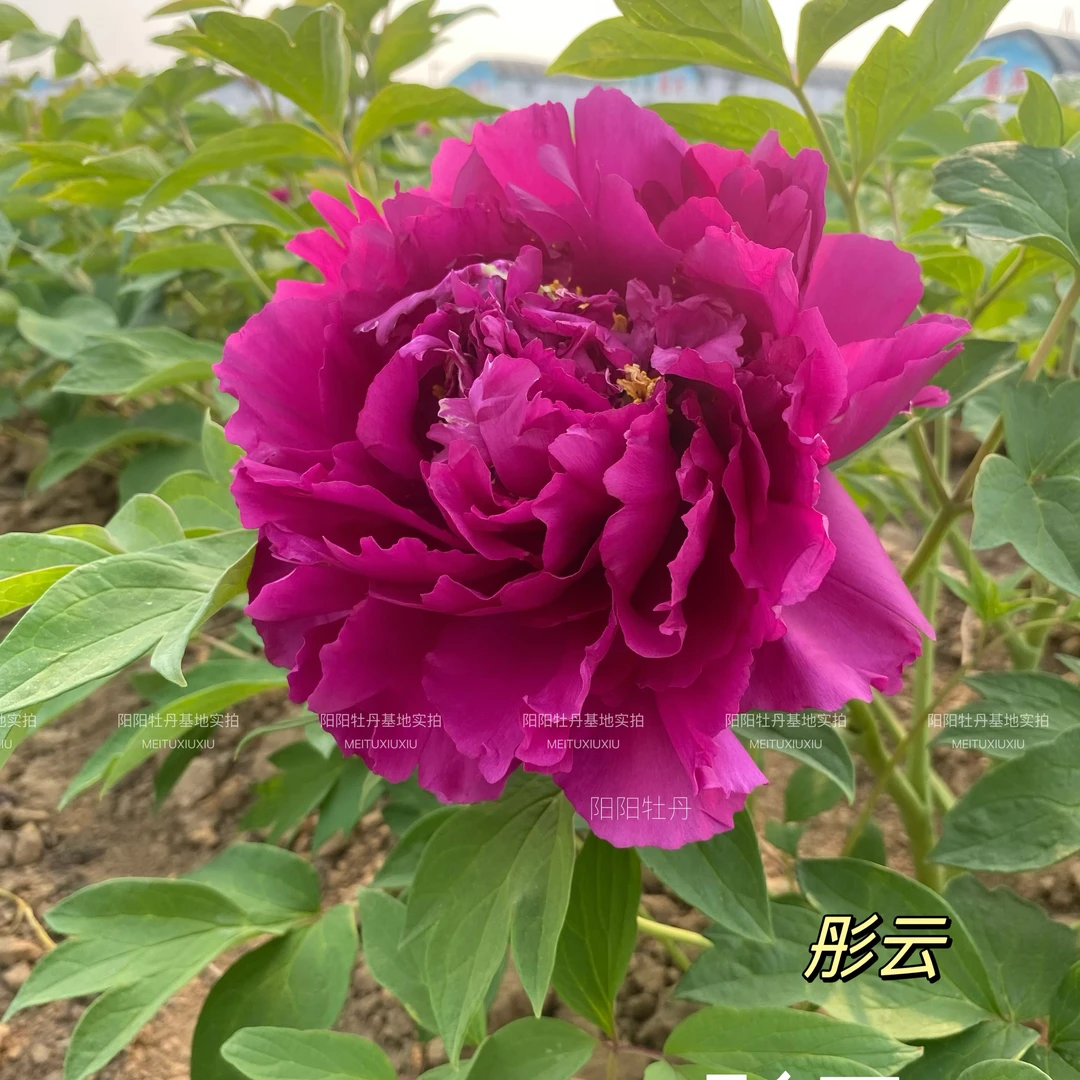 牡丹花苗【彤云】先发肥料秋季发苗牡丹花树苗