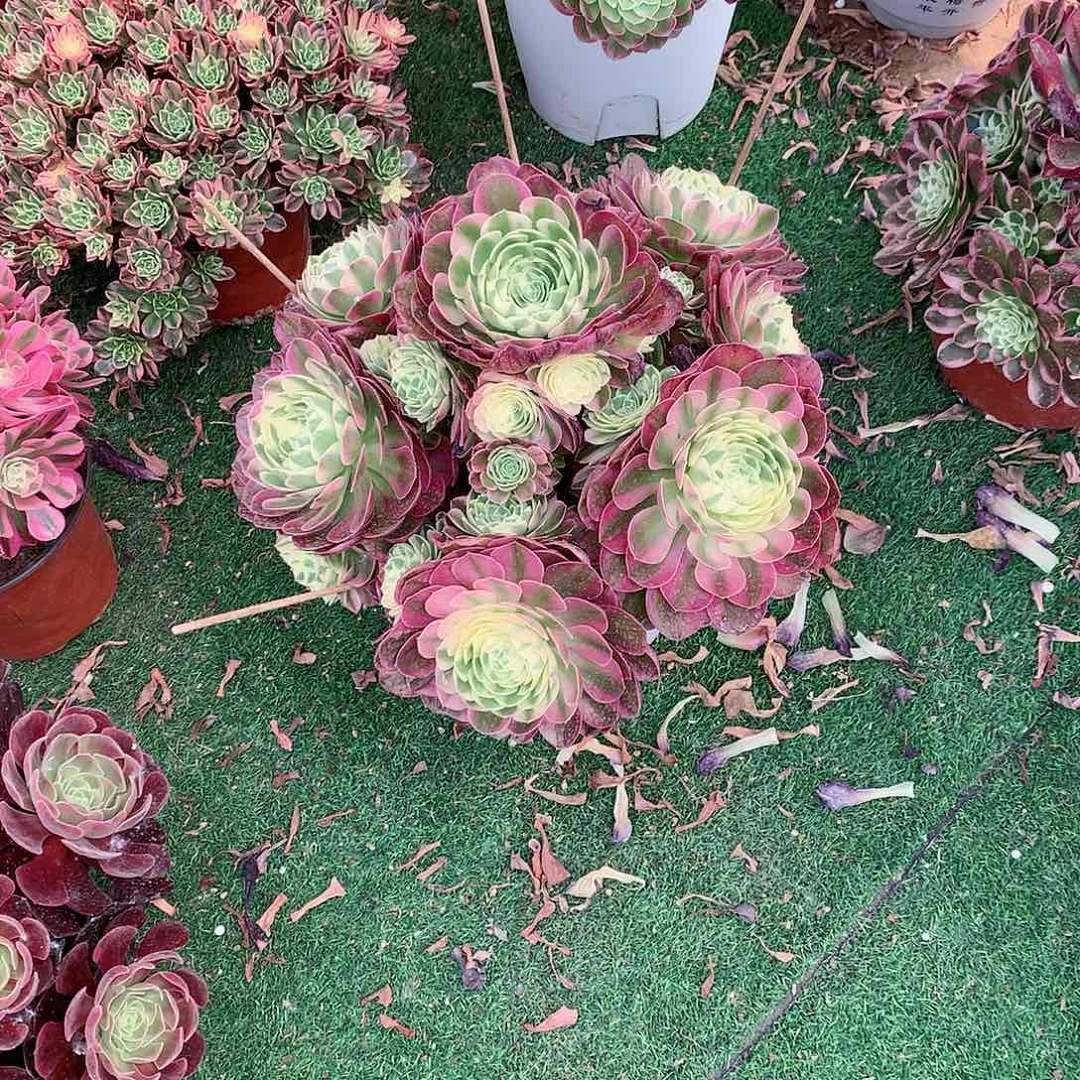 【闪购商品】用****6海鲜，多肉