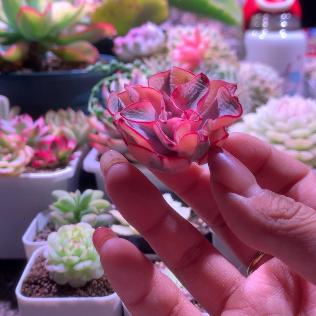 剑斯诺娃覆轮锦砍头