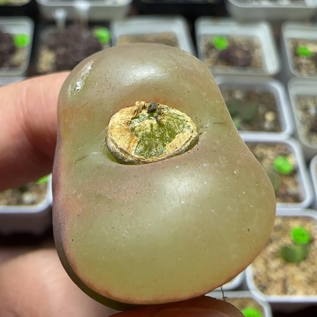 2.8+瑕疵多肉植物138
