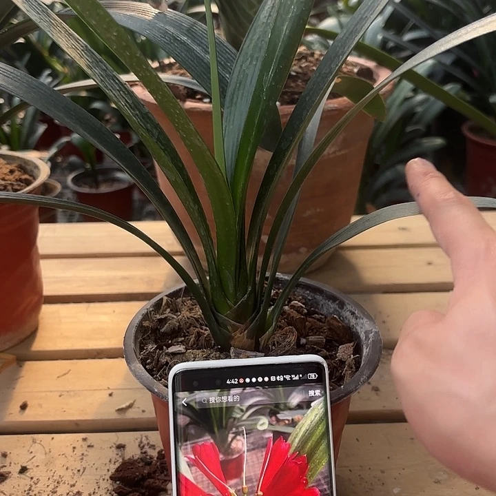 无花朵君子兰东方红一号10叶以上