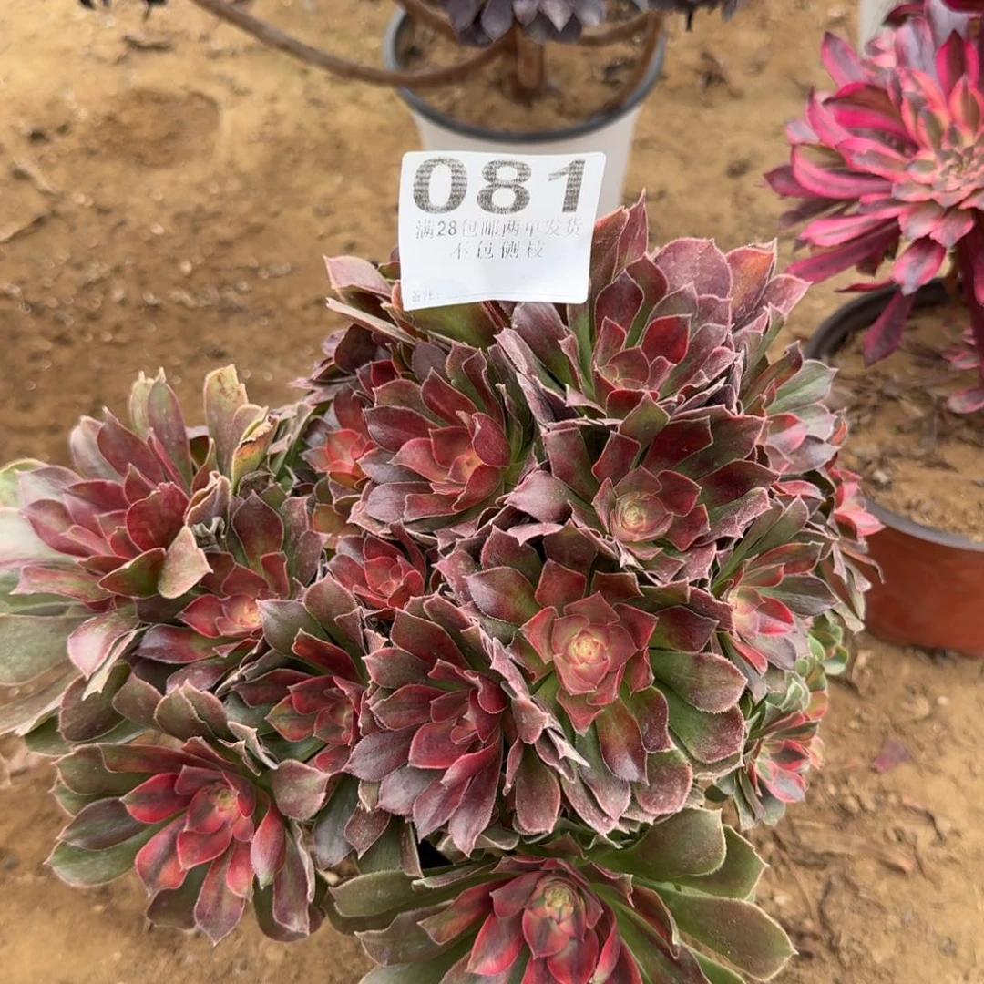 81号雅典娜清棚不包损