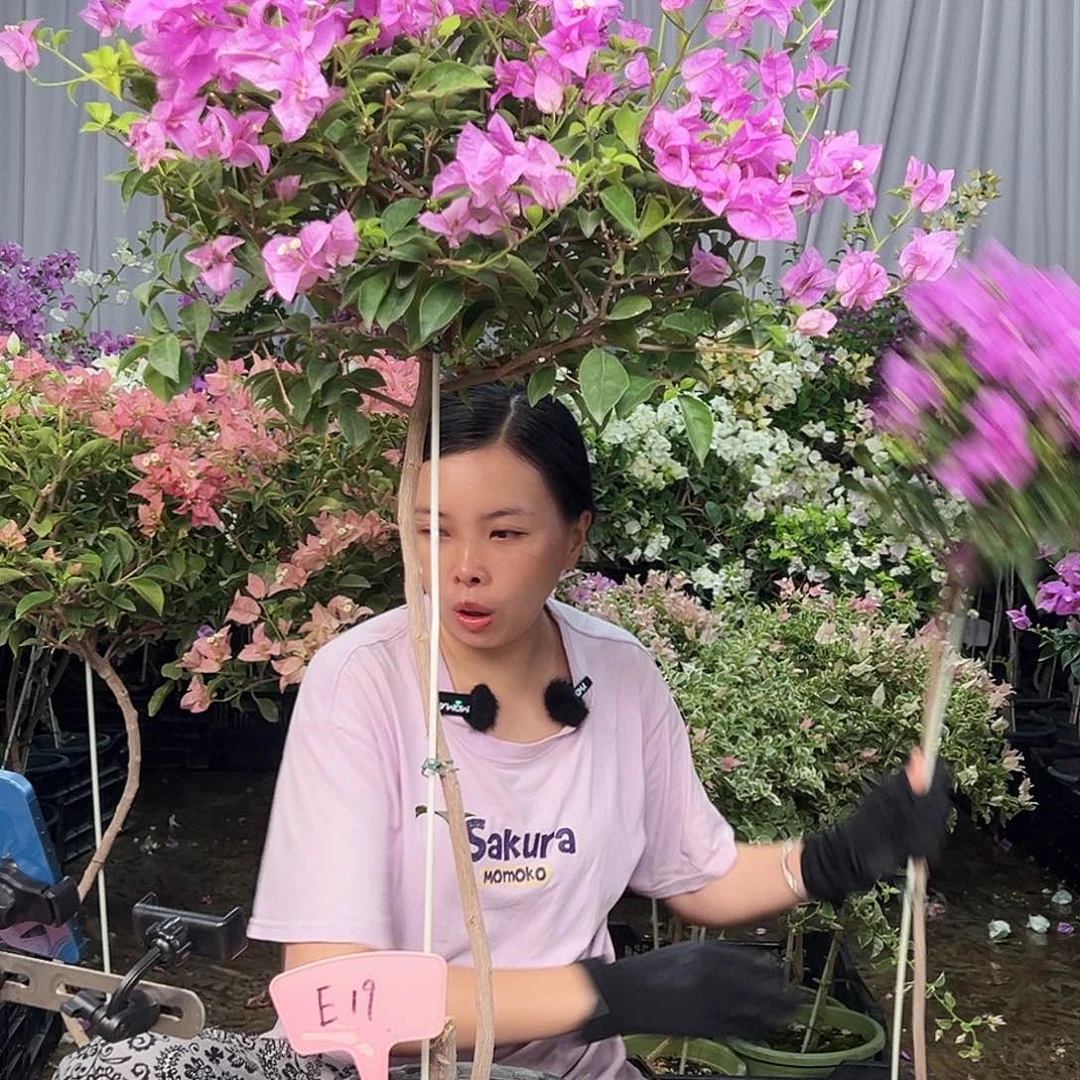 远***远大部分花苞少量开放E19雪紫