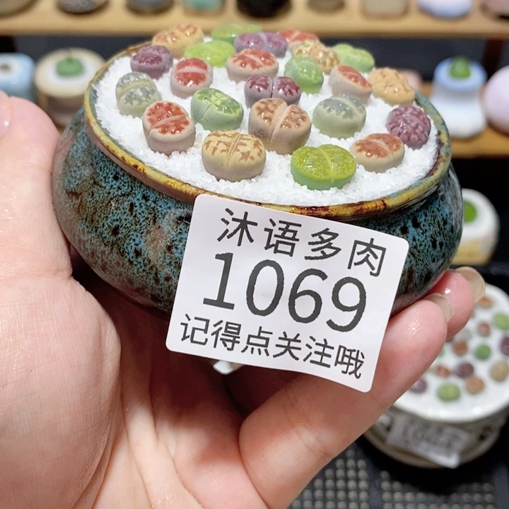 带盆土植物 精美盆栽1069