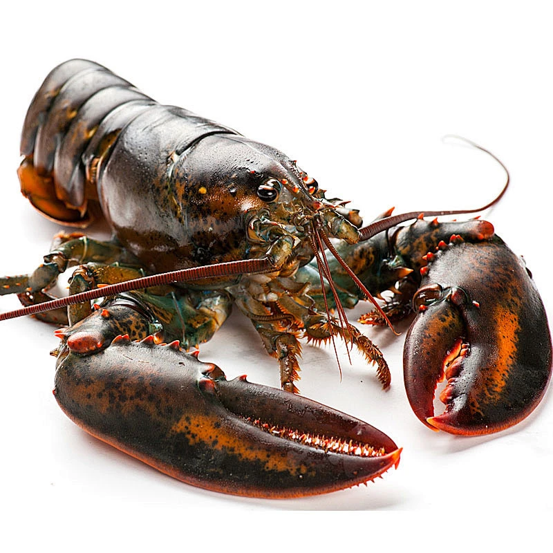 鲜活波士顿龙虾（单只450-1550g）