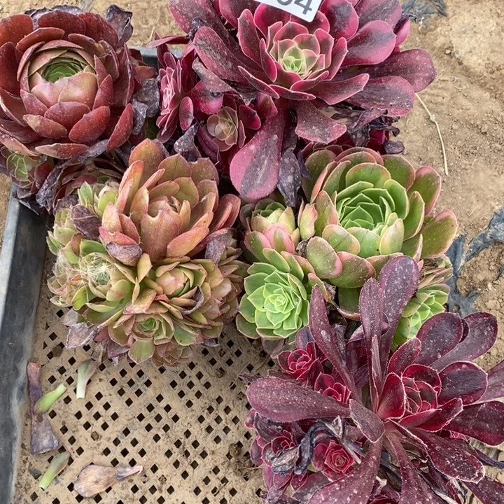 法师组合034号5棵