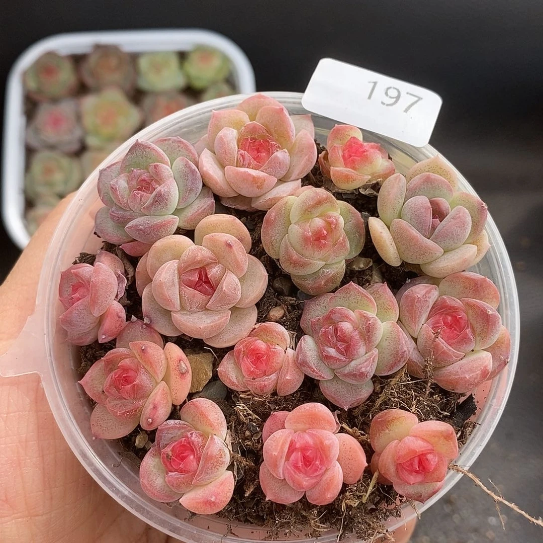 一物一拍一物一拍1024-197