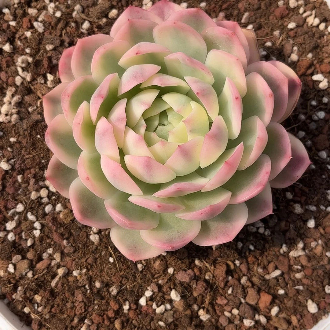 十级折扣寄养链接的肉肉