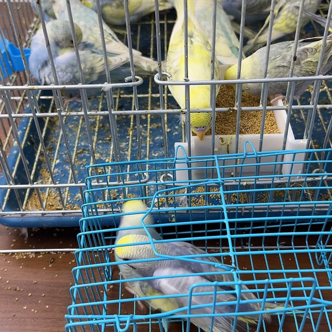 虎皮鹦鹉金彩鹦鹉