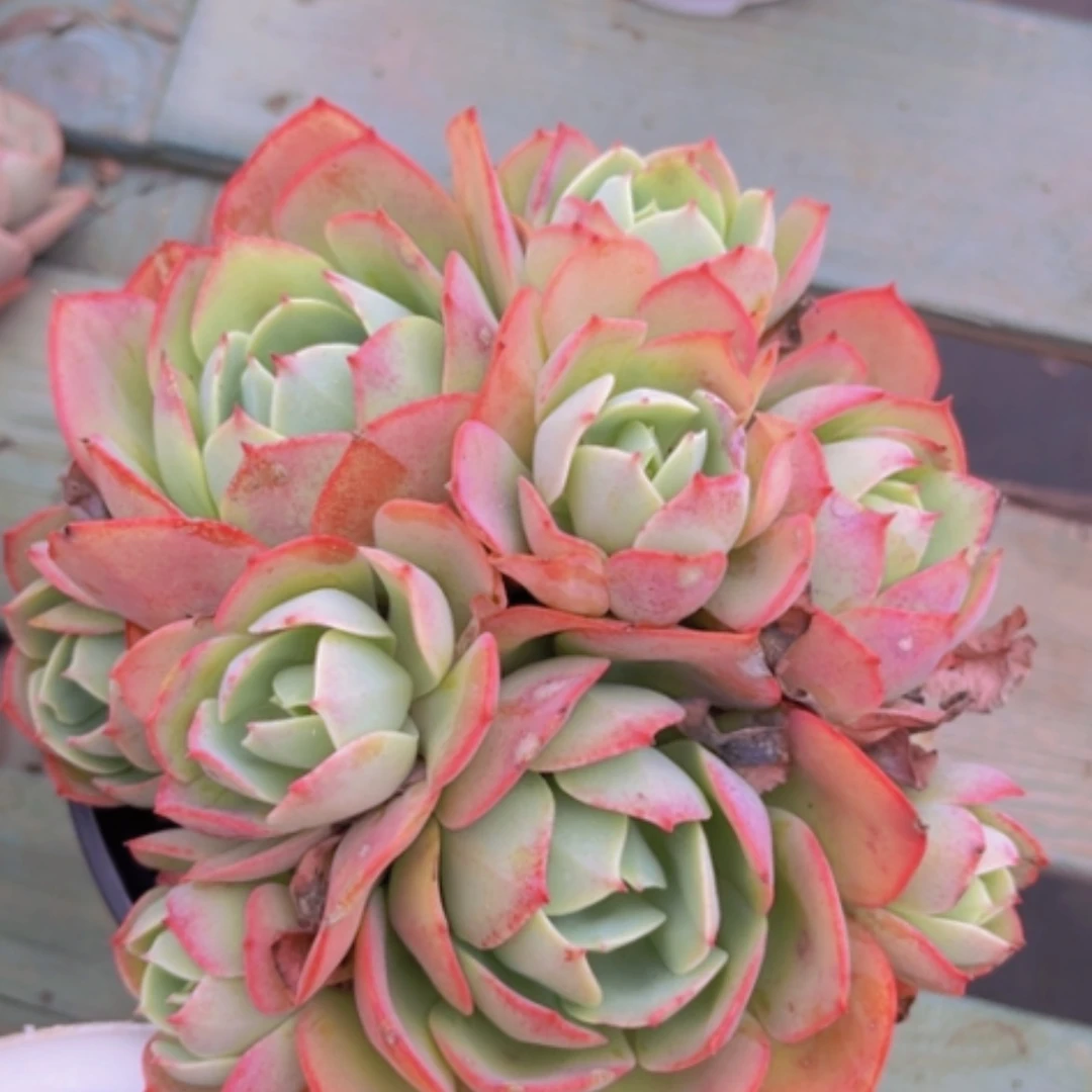 【闪购商品】克莉丝汀16111