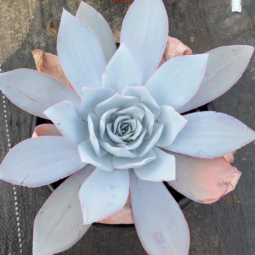 多肉植物单头广寒宫