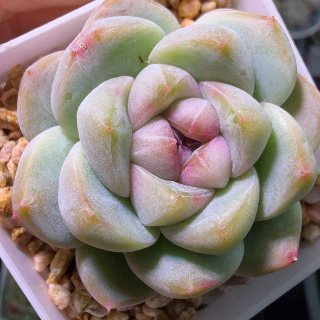 优选刚毅粉元旦快乐