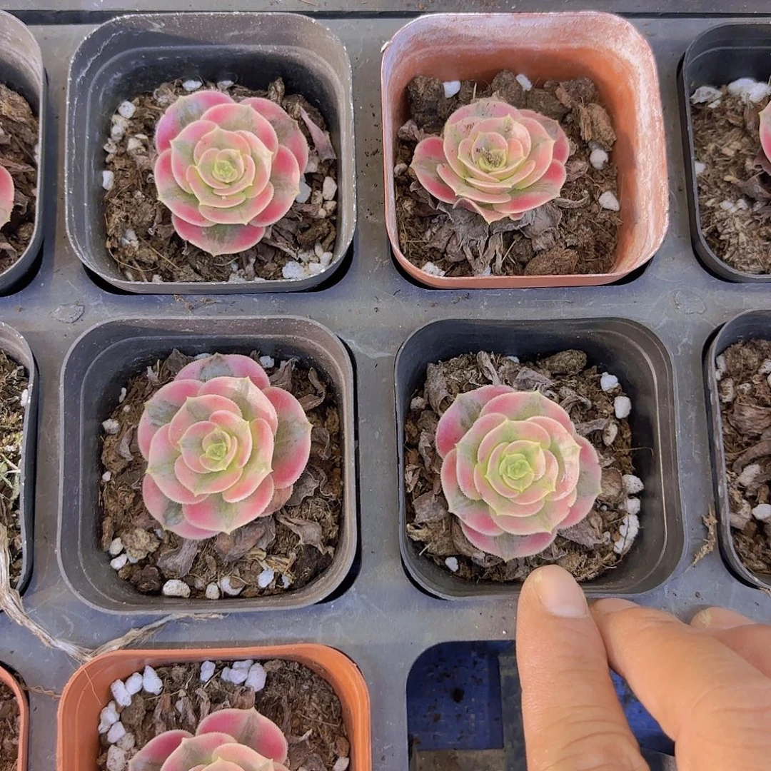 粉女巫一颗量拍11111