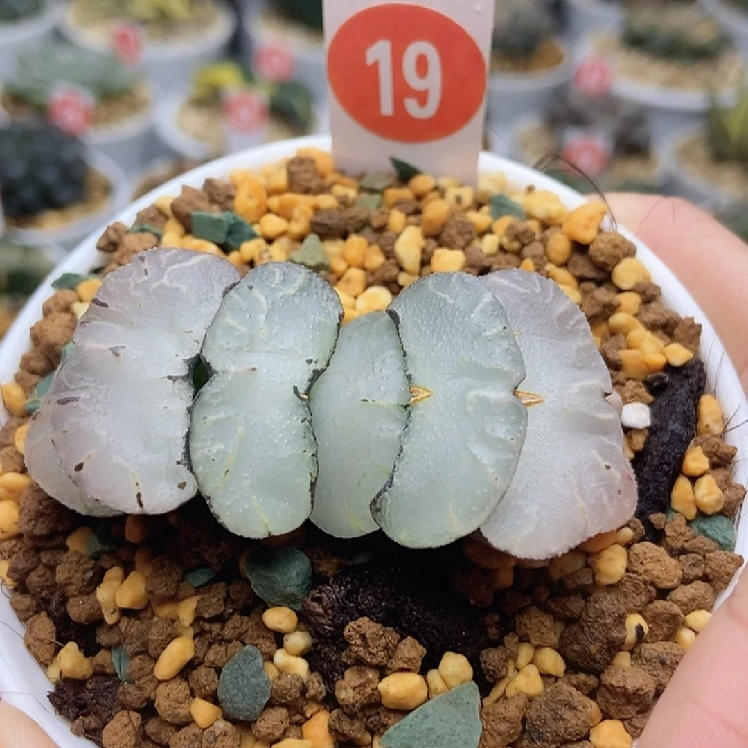 19旷月巨大化11111